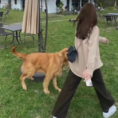 查尔斯天鹅三世的心灵